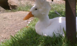 everyone gets divorced