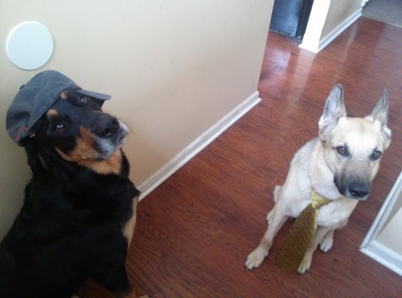 These potential new husbands have had all their shots.