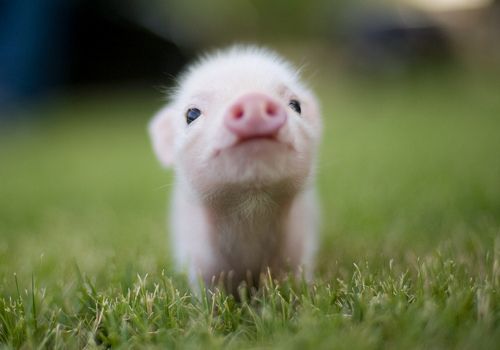 adorable teacup pig